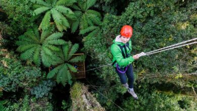 Best Rotorua Canopy Tours