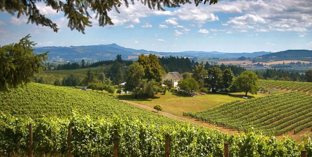 Best Willamette Valley Wine Tours From Portland
