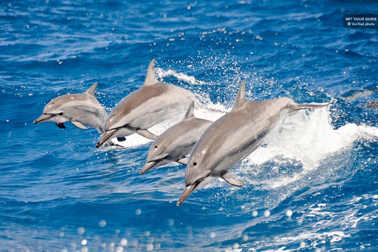 3-Hour Dolphin Watching & Snorkel Excursion in Waianae Oahu