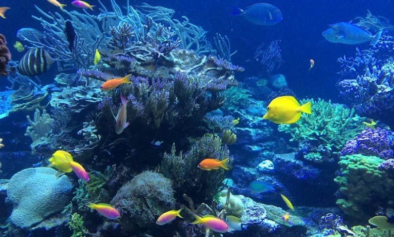 Best Cozumel Snorkeling Tours