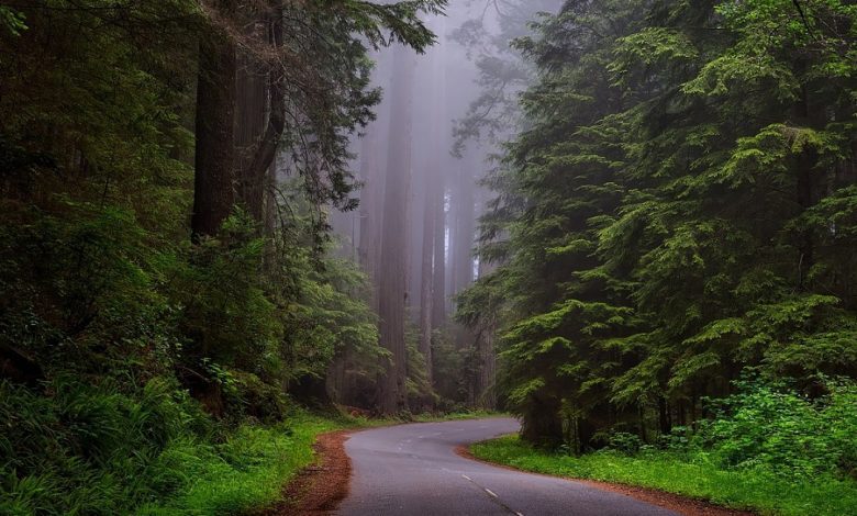 best muir woods tours