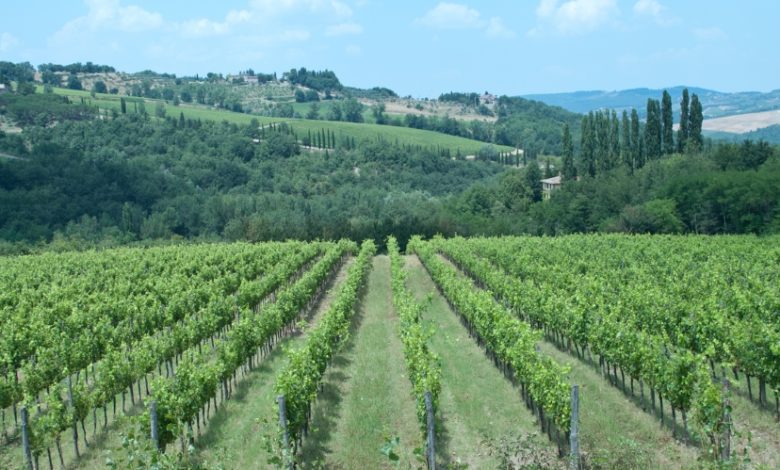 wine tour from florence