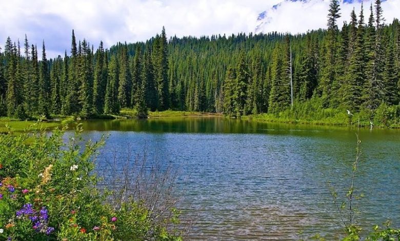 Best Mt Rainier Tours From Seattle