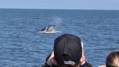 Best Whale Watching Tours From Vancouver