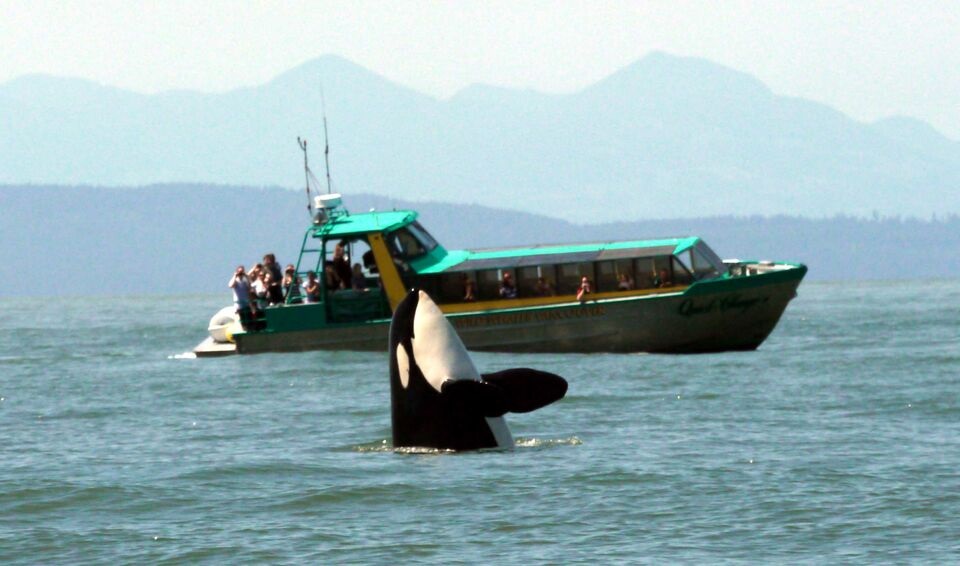 best vancouver whale watching tours