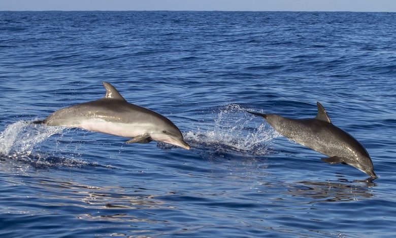 Best-Whale-Watching-Tours-From-Tenerife[