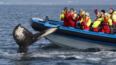 Best Whale Watching Tours in Iceland