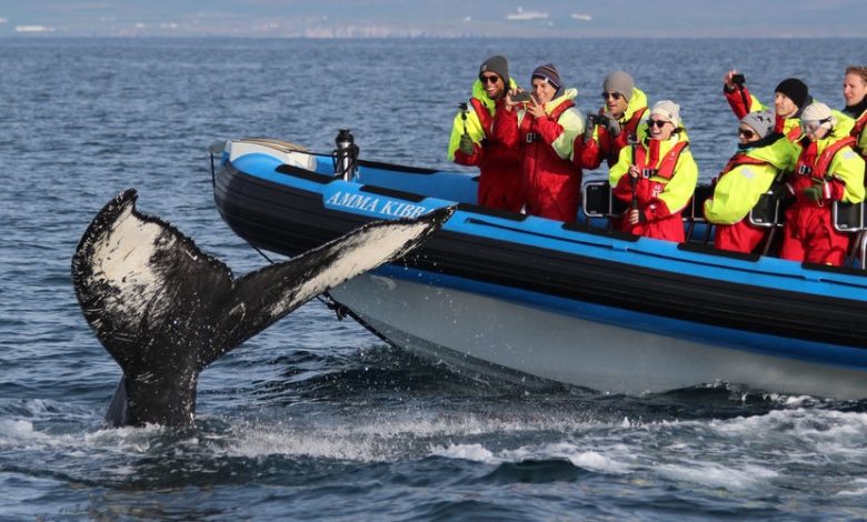 best iceland whale watching tour