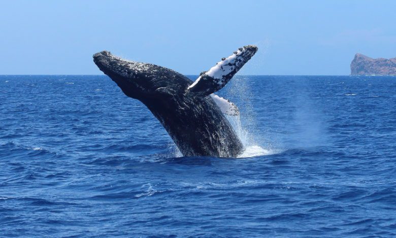 The 5 Best Whale Watching Tours in Cabo San Lucas [2020 Reviews