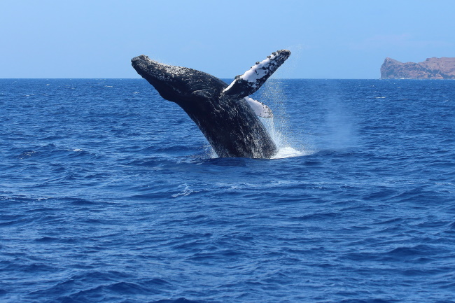 cabo best whale watching tours reviews