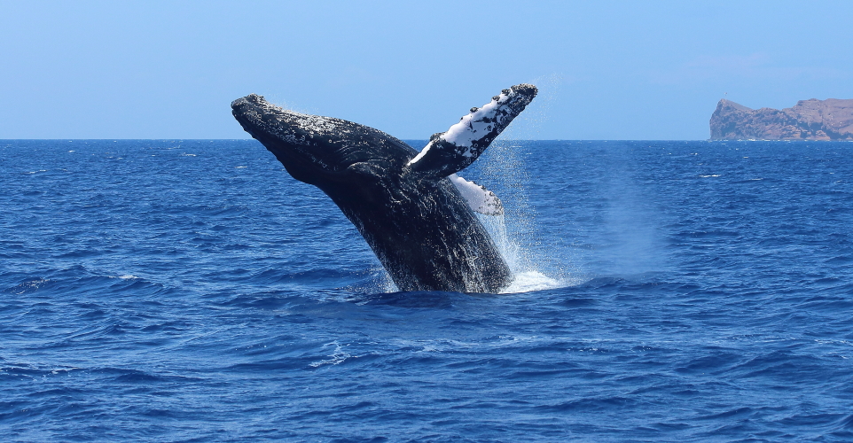 cabo best whale watching tours