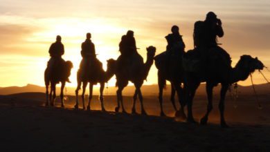 desert camel trip in marrakech