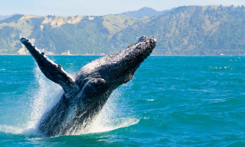 maui whale watching tours