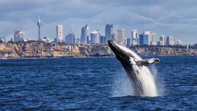 best sydney whale watching tours