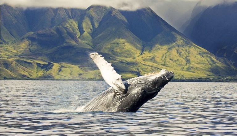 oahu catamaran whale watching