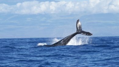 Best Big Island Whale Watching Tours
