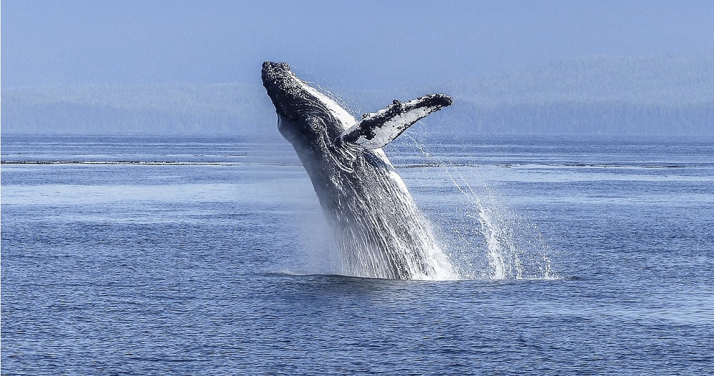 Best Whale Watching Tours on the Big Island