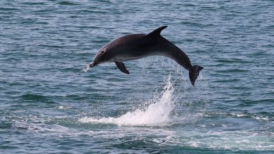 The 5 Best Dolphin & Whale Watching Tours in Portugal