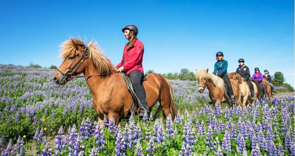 Best Iceland Horse Riding Tours