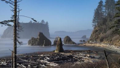 Best Olympic National Park Tours