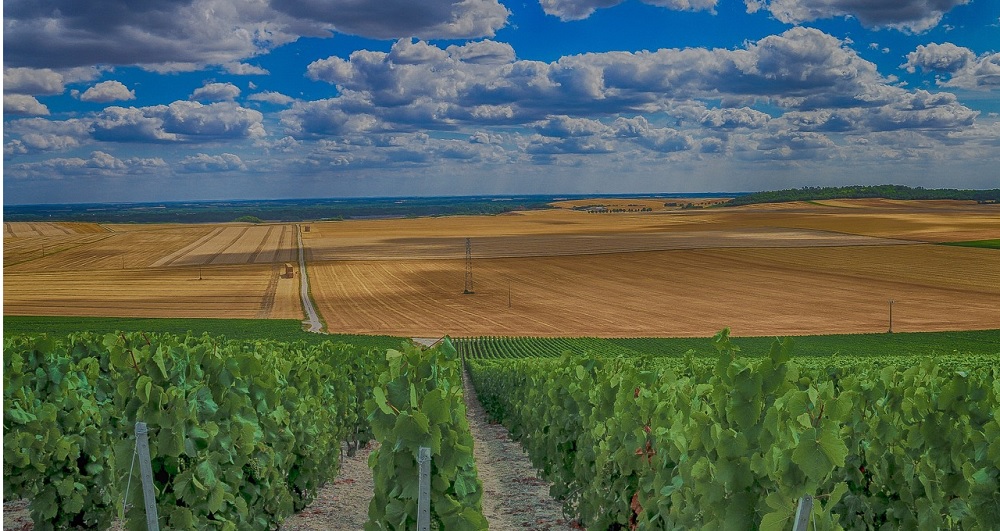 Day Trips to Champagne From Paris