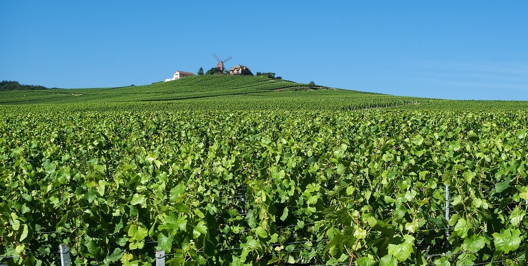 What is the Best Way to do a Day Trip to Champagne From Paris