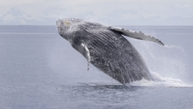 Best Juneau Whale Watching Tours