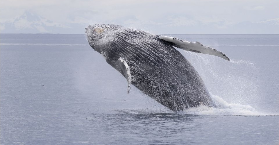 Best Juneau Whale Watching Tours