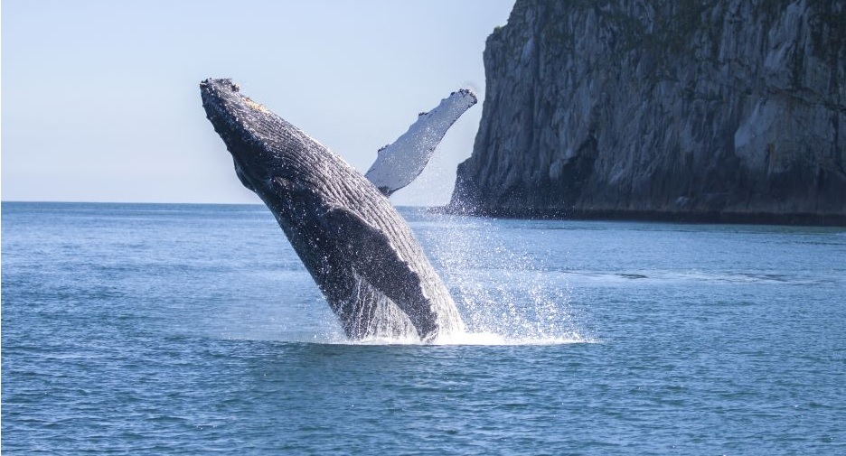 Best San Diego Whale Watching Tours