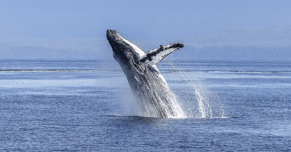 Juneau Whale Watching Tips