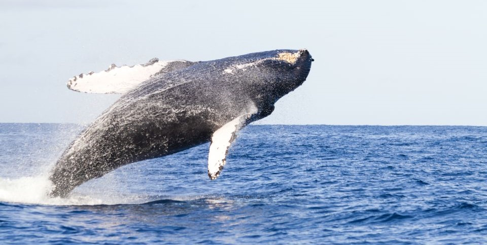 best whale watching tour lahaina