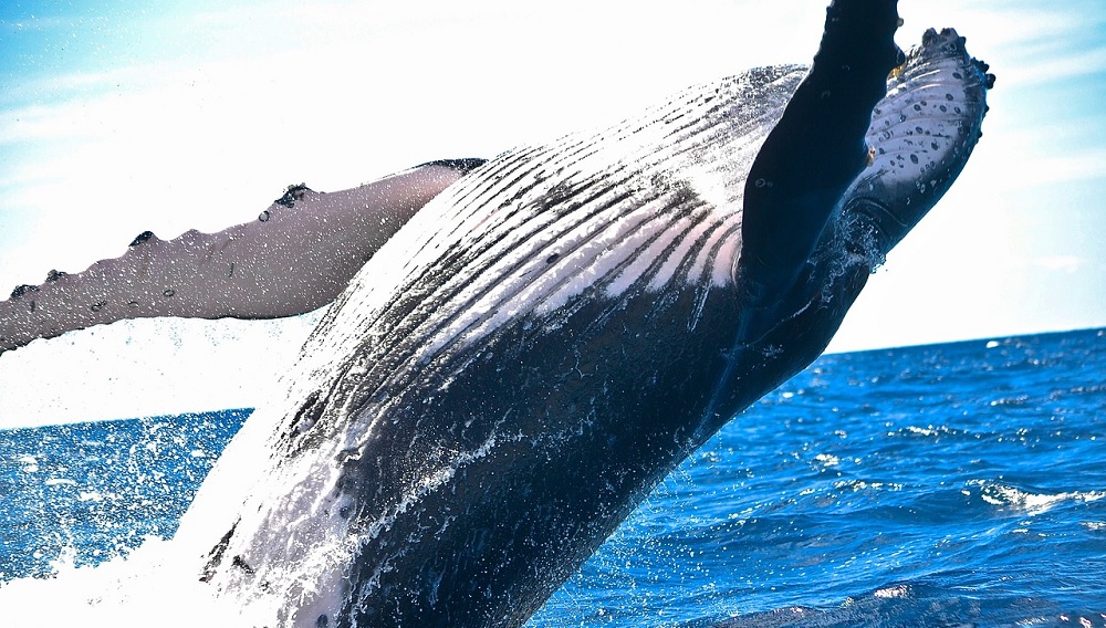 San Diego Whale Watching Tips