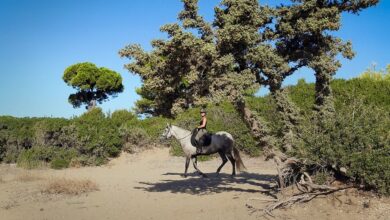 Best Aruba Horseback Riding Tours