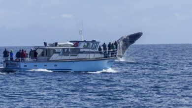 Best Whale Watching Locations In the World
