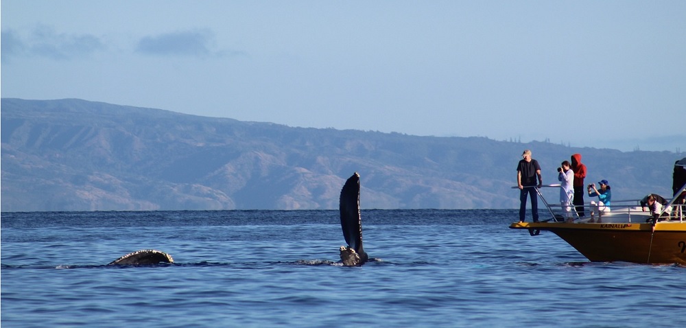 Big Island whale watching