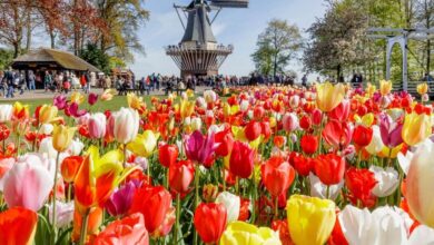Best Amsterdam Zaanse Schans Windmill Tours