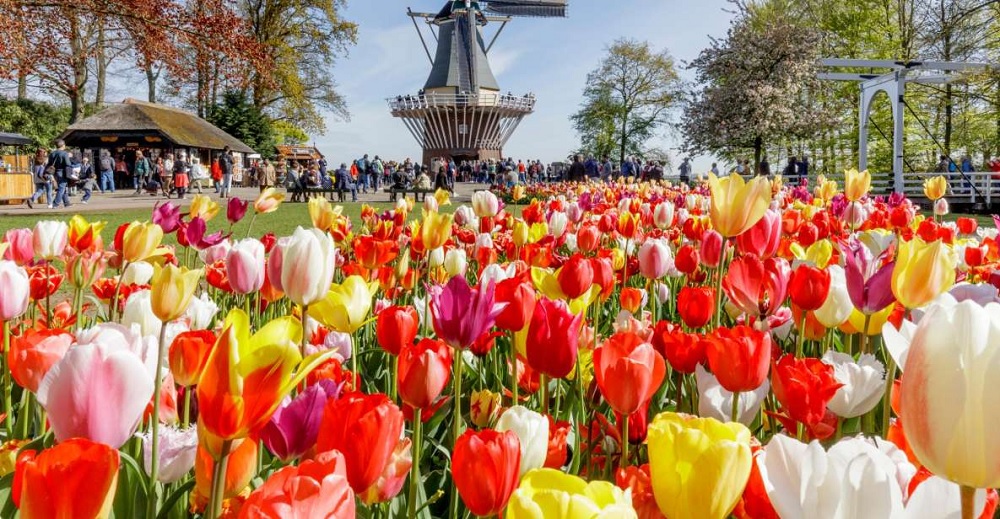Best Amsterdam Zaanse Schans Windmill Tours