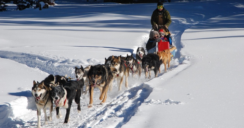 Best Fairbanks Dog Sledding Tours