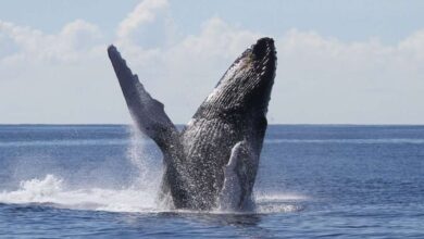 Best Hervey Bay Whale Watching Tours