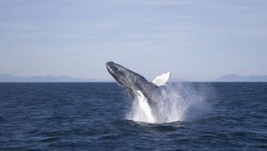 Best Norway Whale Watching Tours From Tromsø