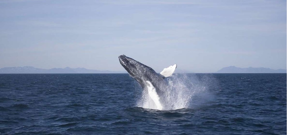 Best Norway Whale Watching Tours From Tromsø
