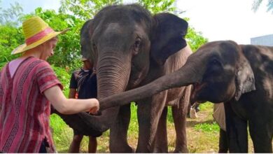 Best Phuket Elephant Tours