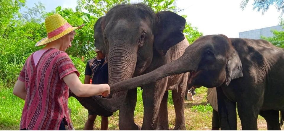 Best Phuket Elephant Tours