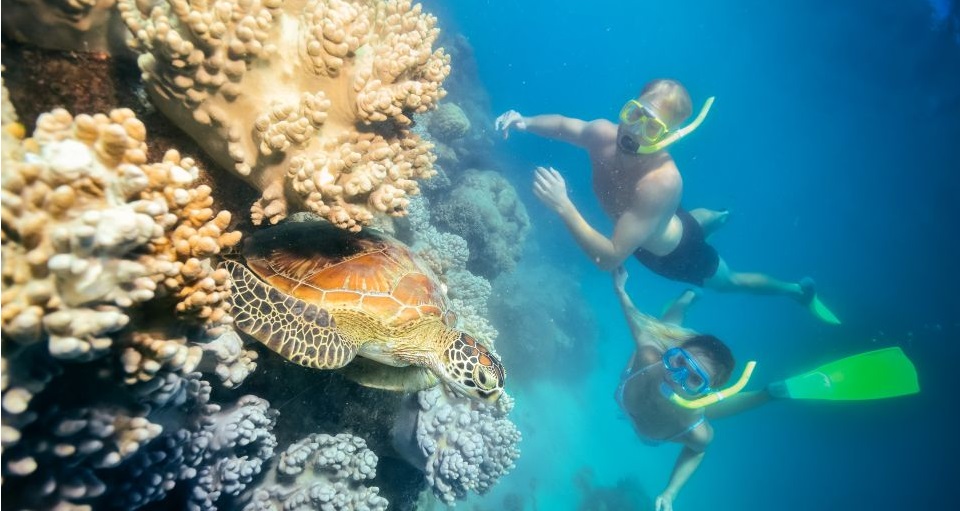 Great Barrier Reef Snorkeling Tours Reviews 2024 - Brandi Mufinella