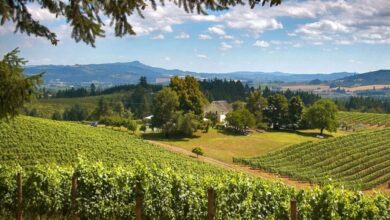 Best Willamette Valley Wine Tours From Portland