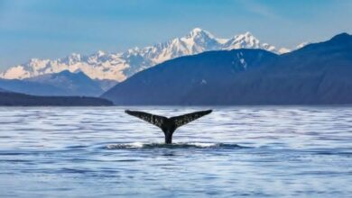 Best Kaikoura Whale Watching Tours