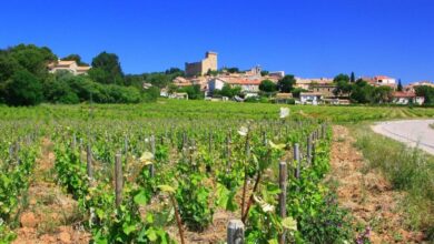 Best Avignon Wine Tours