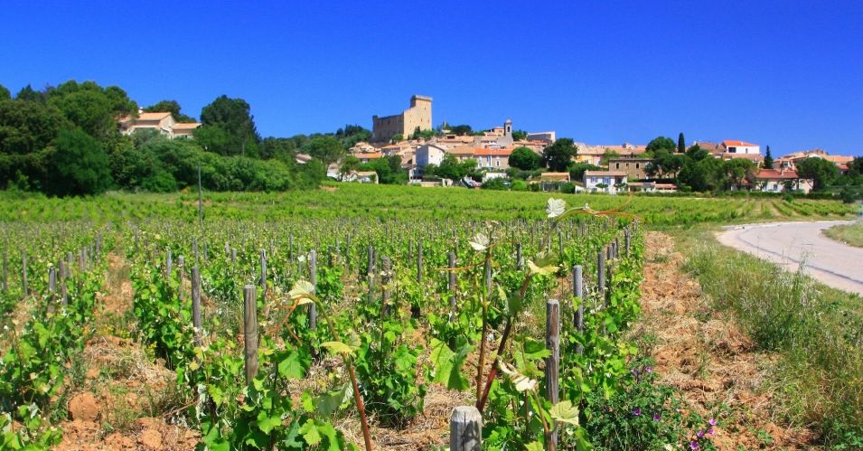 Best Avignon Wine Tours