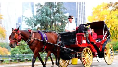 Best NYC Horse Carriage Rides