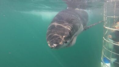 Best Cape Town Shark Cage Diving